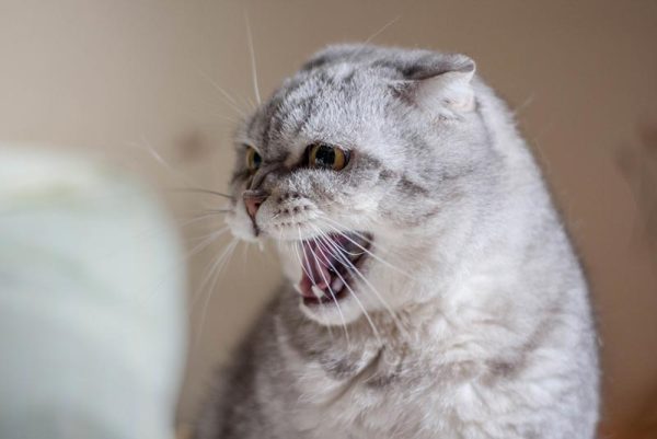 close-up-of-an-angry-cat