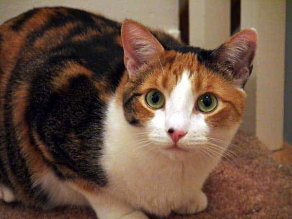 A calico cat with a nose freckle.