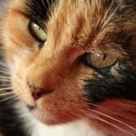 Calico cat with nose freckles.
