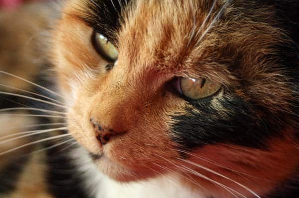 Calico cat with nose freckles.