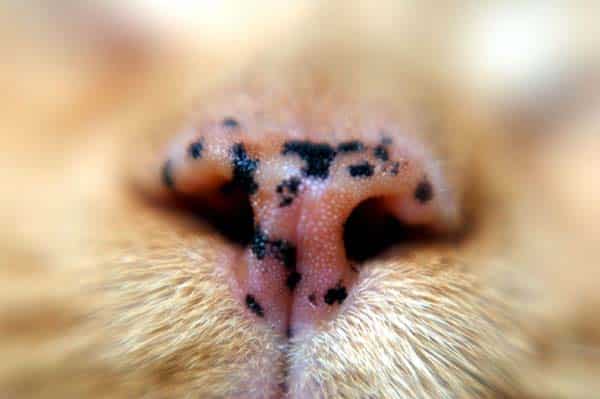 Cat nose freckles. 