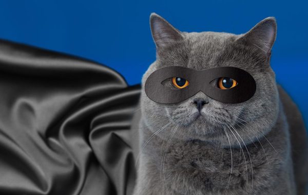 grey-cat-wearing-black-superhero-cape-and-mask