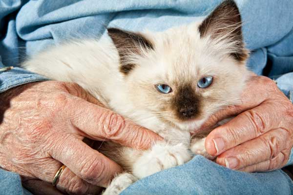 A ragdoll cat.