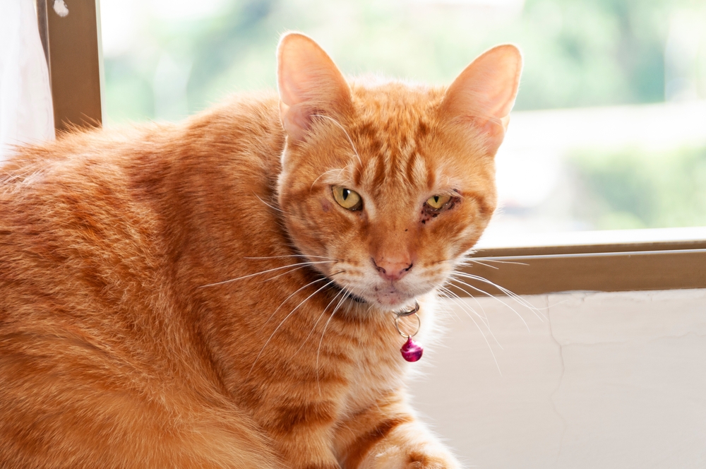 Ginger cat with swollen face