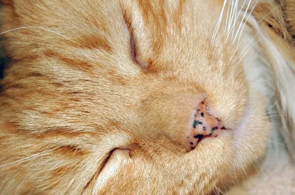 Spící oranžová tabby kočka s pihami na nose.