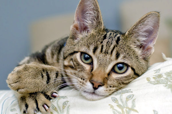 A cat looking sad, sick or confused.