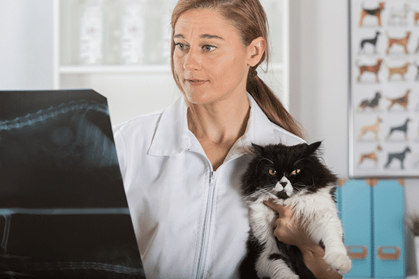 <a href="http://www.shutterstock.com/pic-310947038/stock-photo-veterinary-clinic-examining-a-radiograph-of-a-persian-cat.html" target="_blank" rel="noopener">A veterinarian checks an X-ray</a> by Shutterstock