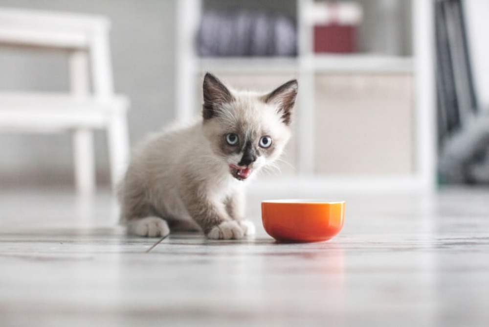 10 Best Kitten Foods in 2024 - Reviews & Top Picks - Catster