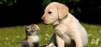 Are You Allergic to Cats But Not Allergic to Dogs? - Catster Are You Allergic to Cats But Not Allergic to Dogs? - Catster