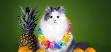 Are Pineapple Leaves Poisonous To Cats Catster