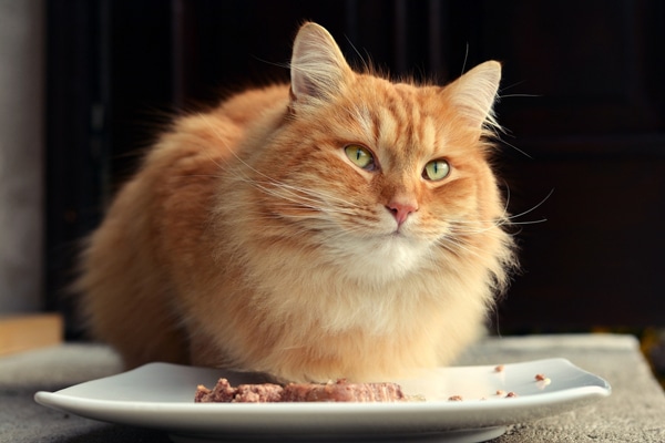 cat licking food but not eating