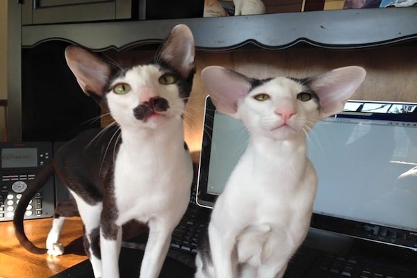 Cats Own The Internet Page 8 Of 33 Catster
