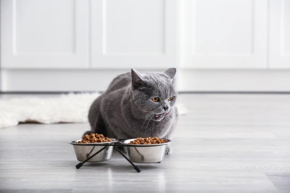 grey cat eating food