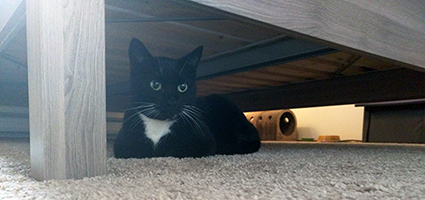 8 Tips For Bringing A Shy Cat Out Of Her Shell 8 Tips For Bringing A Shy Cat Out Of Her Shell