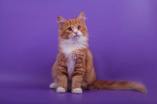 Orange Siberian cat by Shutterstock