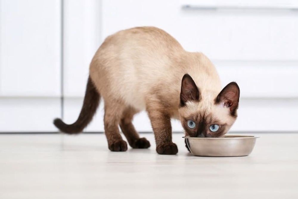 siamese cat eating food from bowl at home