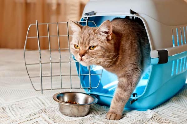 An orange cat coming out of his carrier.