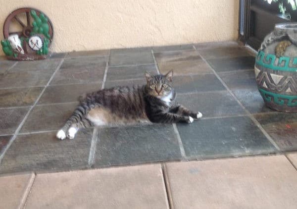 One of the cats that Nathan rescued from the feral colony came to live at his house. Photo courtesy Nathan Levinson.