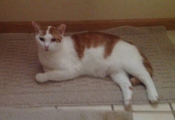 Another one of the kitties that Nathan rescued from the feral cat colony who came to live at his home. Photo courtesy Nathan Levinson.