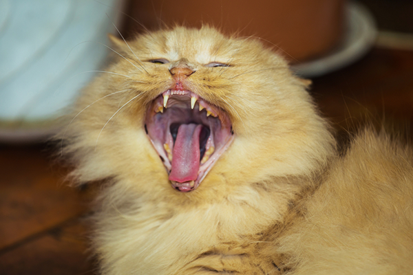A yellow cat yawning and showing teeth.