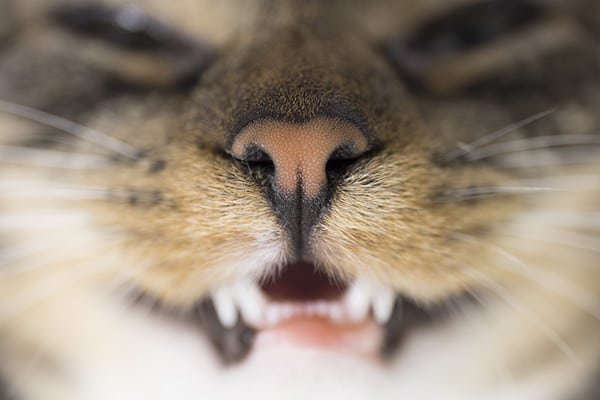 Close up of a cat nose and cat teeth.