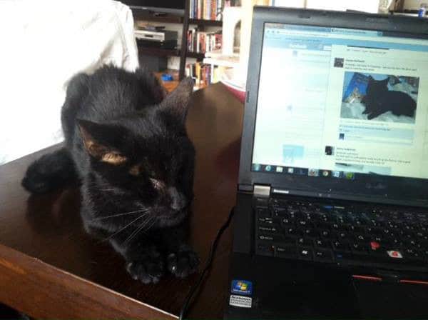 Homer "supervises" Cooper's work.