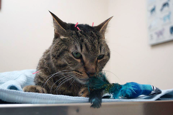 Moki the cat receives an acupuncture treatment