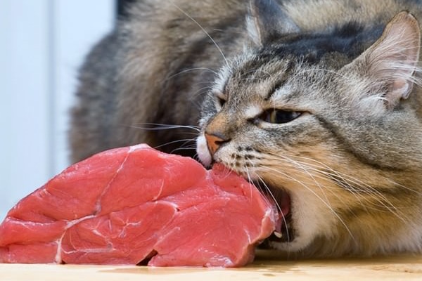 A cat eating a piece of raw meat. 