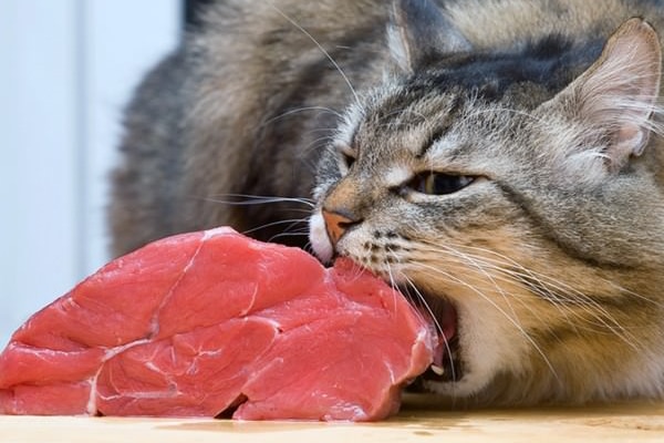 A cat eating a piece of raw meat.