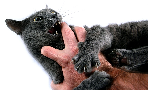 cat biting toys