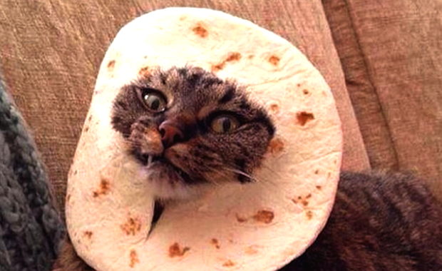stuffed animal in tortilla