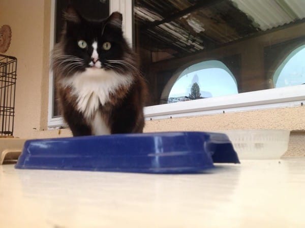 Moey, the cat Nathan saved who eventually led to his dismissal from his job. Moey's final years were spent at Nathan's home. Photo courtesy Nathan Levinson.
