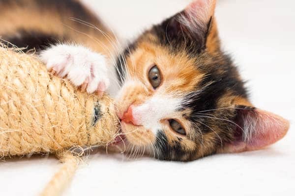 Give your cat an appropriate toy to play with