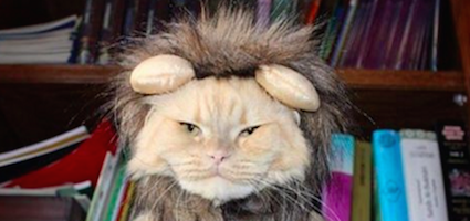 fluffy puffy simba