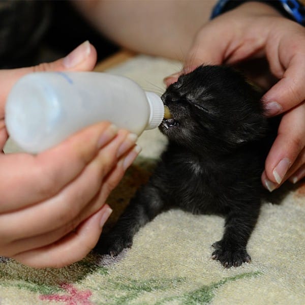 baby kitten milk