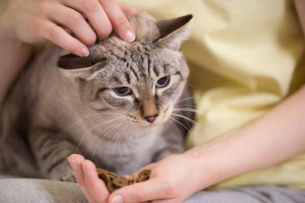 If your cat won't eat her favorite treats, she may have toothache.