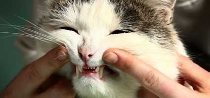 What We're Talking About: Facts on Feline Dental Health ...