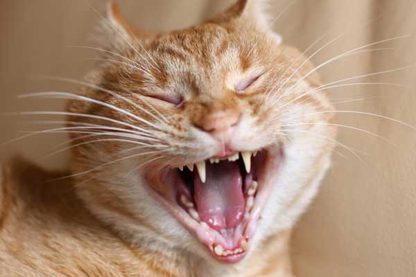 Sink Your Teeth Into These 10 Cat Teeth MustKnows Catster