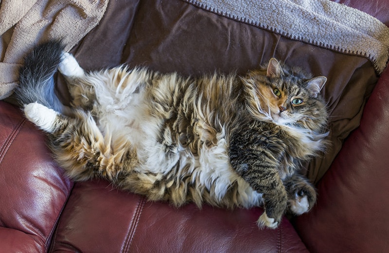 fluffy cat lying on the couch exposing its stomach
