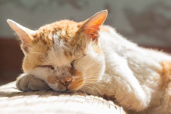 An old, mangey looking cat sleeping on the floor. 