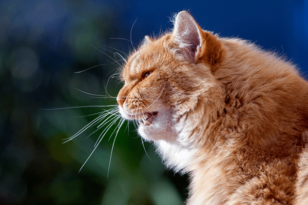 A big orange tabby cat meowing.
