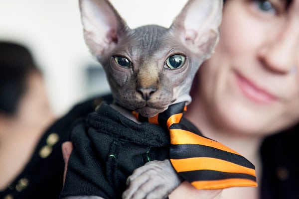 Cat Art Show Sphynx