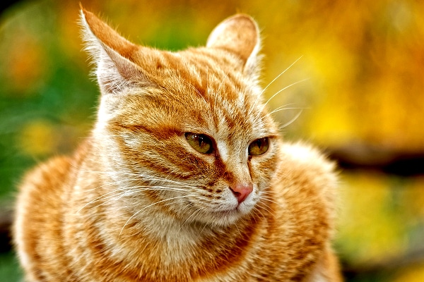 An orange tabby cat with his ears back.