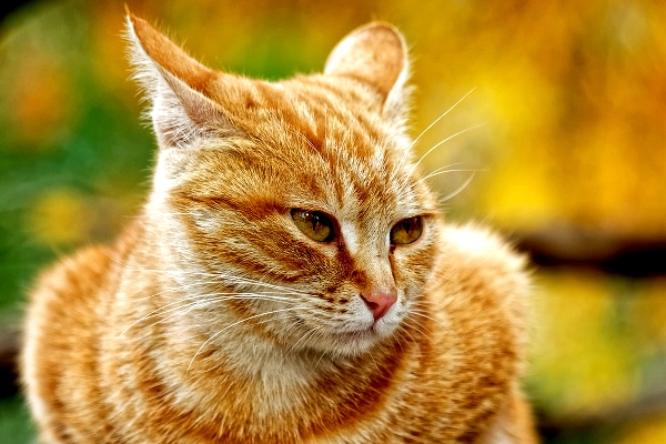 How Cats Ears Help Them Communicate And Survive Catster