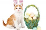A cat with an Easter basket.