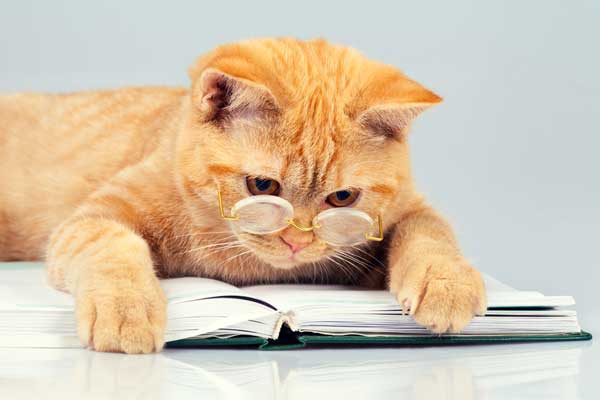 A cat reading a book.
