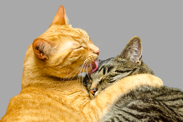 Two cats grooming each other.