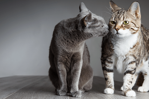 Proper introductions will prevent fights that lead to injury and possible transmission of FIV. Cats sniffing one another by Shutterstock.