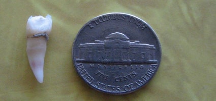 5 Cats’ Body Parts We Find Around the House - Catster