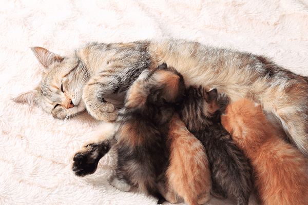 Mother cat nursing her kittens by Shutterstock.